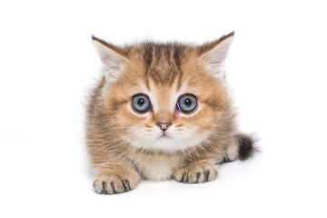 Fototapeta na wymiar Small British kitten with blue eyes