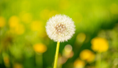 yellow dandelion blowball flower on blurred background. macro. nature beauty. selective focus