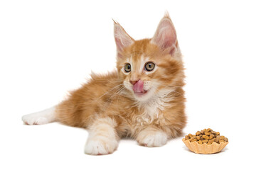 Small Maine Coon kitten and a tartlet with dry food