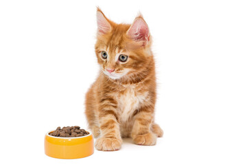 Small Maine Coon kitten and a bowl of dry food