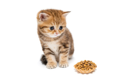 Small British kitten and a tartlet of dry food