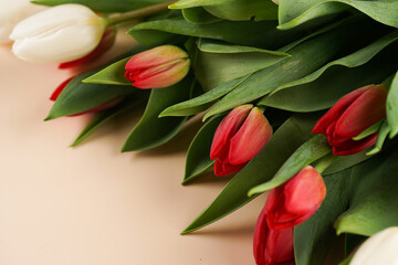 A bunch of red and white tulips on a beige colored background, copy space for text