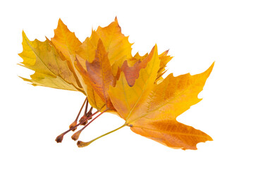 autumn maple leaves isolated