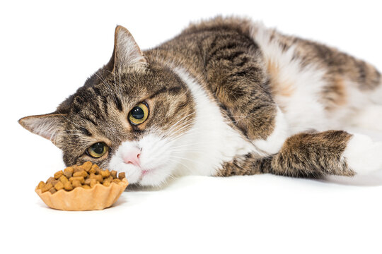 Grey cat lies and  tartlet with dry food