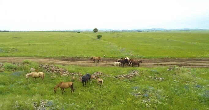 Aerial view of horses in a grassland landscape, Golan Heights, Israel.