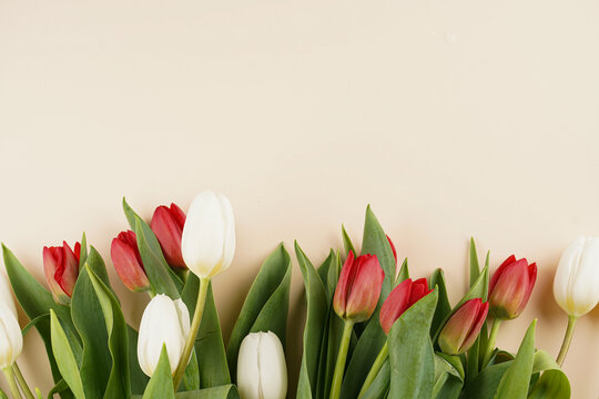 A bunch of red and white tulips on a beige colored background, copy space for text