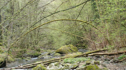 mystical forest