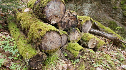 Fototapeta premium rotten tree