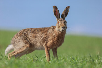 Naklejka na ściany i meble brown hare, lepus europaeus on green grassland,european wild animal in the nature habitat