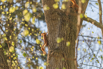 squirrel climbing on a tree 