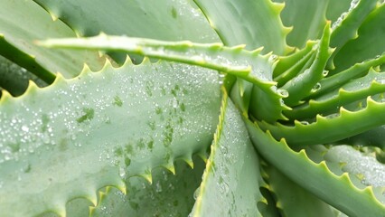 Aloe vera rosette, dew or rain water drops, fresh juicy wet plant, moist leaves, raindrops or droplets. California succulent flora, spring morning. Moisturizing organic cosmetic refreshing ingredient.