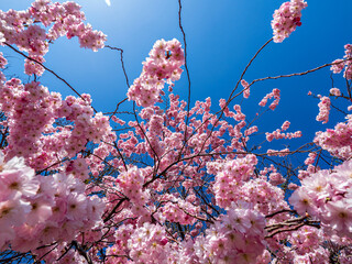 Beautiful cherry blossoms blooming with pink flowers