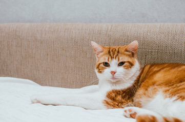 Close-up portrait of a cute ginger cat on the bed