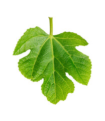 One fig leaf isolated on white background.