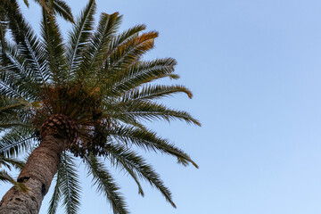 Fototapeta na wymiar Palm top leaves over the blue sky