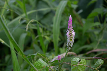 Naklejka na ściany i meble boroco plant in the garden with blurred natural background