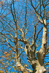 Fototapeta na wymiar Monumental red beech tree (Fagus sylvatica Atropunicea) against a blue sky in early spring. 