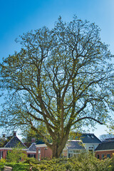 Caucasian wingnut, also called Caucasian walnut (Pterocarya fraxinifolia) on a clear day in early spring. Village of Warffum, Groningen, Netherlands
