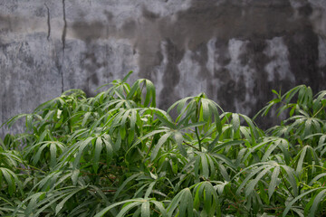 cassava leaves in the garden on a blurred wall background