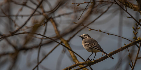 Wagtail bird on cherry tree branch in spring sunny morning