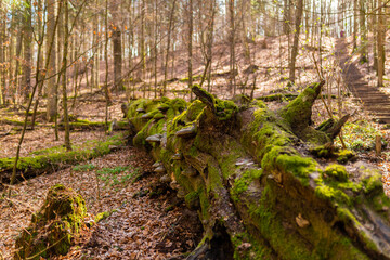 Path through Beech Mountain Reserve - in polish Bukowa Gora - in Zwierzyniec, Roztochia region in Poland. Fomes fomentarius (false tinder fungus) on a tree bark. - obrazy, fototapety, plakaty