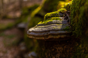 Path through Beech Mountain Reserve - in polish Bukowa Gora - in Zwierzyniec, Roztochia region in Poland. Fomes fomentarius (false tinder fungus) on a tree bark. - obrazy, fototapety, plakaty