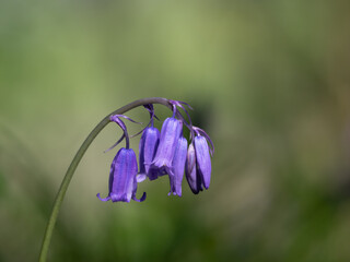 blue bells in the woods