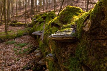 Path through Beech Mountain Reserve - in polish Bukowa Gora - in Zwierzyniec, Roztochia region in Poland. Fomes fomentarius (false tinder fungus) on a tree bark.