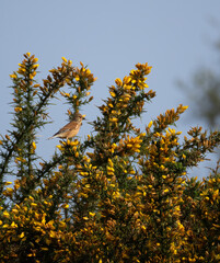 linnet