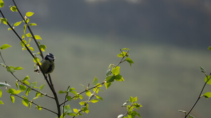 blue tit