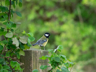 great tit