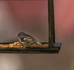 Chickadee bird in spring sunny morning in Krkonose mountains