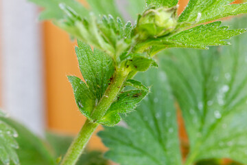 schwarze und grüne Blattläuse auf einer grünen Pflanze