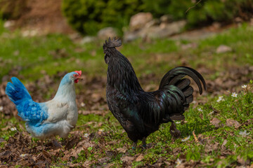 Black cock and color hens in spring on fresh grass and flowers