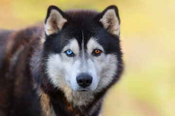 Beautiful Siberian Husky dog with blue and brown eyes on a background of blurry grass