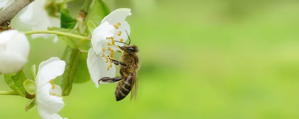 Küchenrückwand glas motiv The bee sits on a flower of a bush blossoming cherry tree and pollinates him. Spring beautiful background.Copy space for text. Banner © syhin_stas