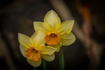 Fototapeta na wymiar Narcissus flower with color bloom in spring sunny morning