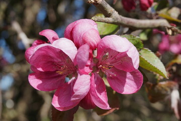 Pinkfarbene Bl&uuml;te am Baum im Garten bei Sonne im Fr&uuml;hling 