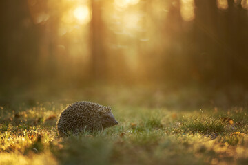 Cute hedgehog in morning forest
