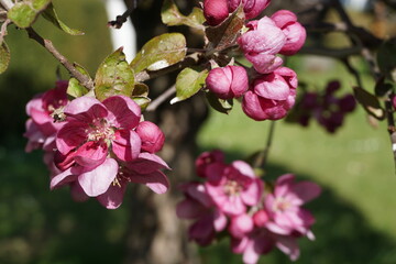 Pinkfarbene Blüten am Baum vor grüner Wiese bei Sonne im Frühling
