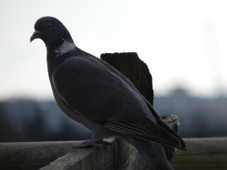 pigeon on a fence