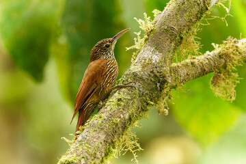 Montane Woodcreeper - Lepidocolaptes lacrymiger perching bird subfamily Dendrocolaptinae of ovenbird family Furnariidae, found in Bolivia, Colombia, Ecuador, Peru, tropical moist montane forests