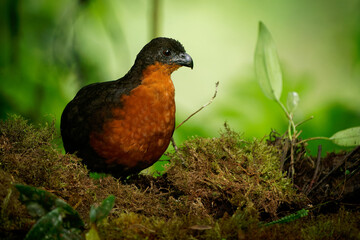 Dark-backed Wood-Quail - Odontophorus melanonotus bird species in the family Odontophoridae, the New World quail, found in Colombia and Ecuador in forest