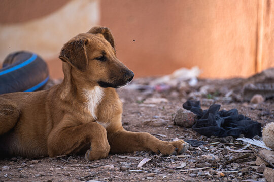 Profile of small stray puppy on ground outside