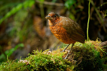Giant Antpitta - Grallaria gigantea perching bird species in antpitta family Grallariidae, rare and enigmatic, known only from Colombia and Ecuador, close relative of undulated antpitta, G. squamigera