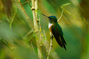 Violet-tailed Sylph - Aglaiocercus coelestis species of bird hummingbird in the coquettes, tribe Lesbiini of subfamily Lesbiinae, found in Colombia and Ecuador, very long blue color tail