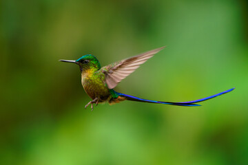 Violet-tailed Sylph - Aglaiocercus coelestis species of bird hummingbird in the coquettes, tribe Lesbiini of subfamily Lesbiinae, found in Colombia and Ecuador, very long blue color tail © phototrip.cz