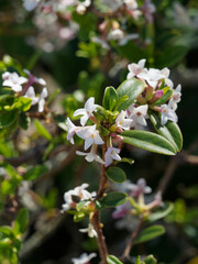 (Daphne tangutica) Daphné du Tibet ou daphné rare aux fleurs blanches étoilées nuancées de violet très parfumées dans un feuillage vert foncé