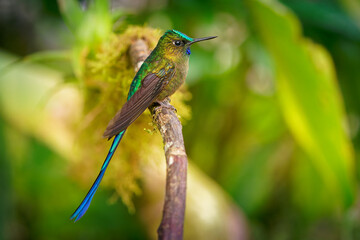 Violet-tailed Sylph - Aglaiocercus coelestis species of bird hummingbird in the coquettes, tribe Lesbiini of subfamily Lesbiinae, found in Colombia and Ecuador, very long blue color tail