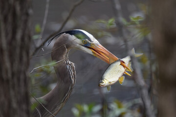 Great blue heron with fish
